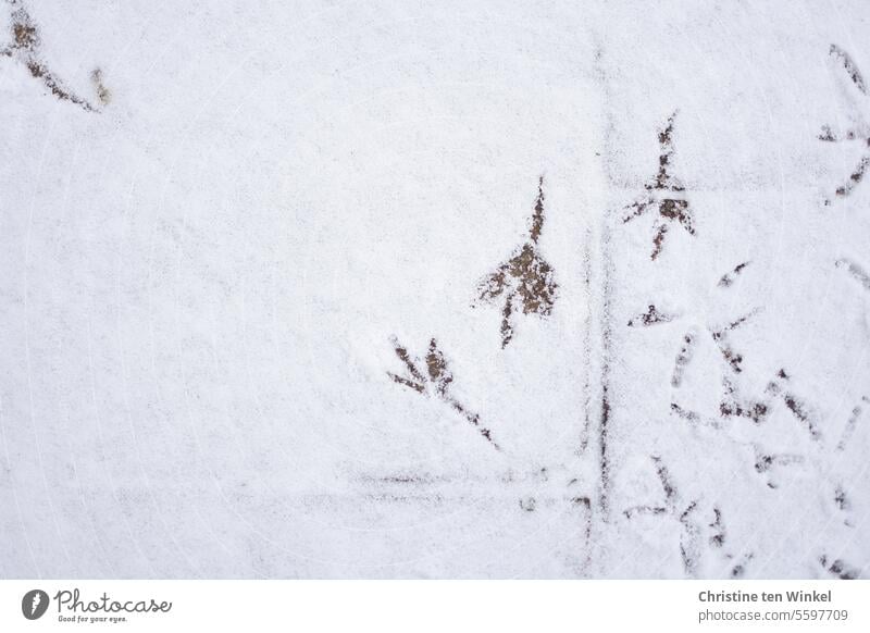 als erster durch den frischen Schnee laufen ;-) Winter Spuren im Schnee Vogelspuren weiß kalt Schneespur Menschenleer Kontrast Natur Schneedecke Wintertag