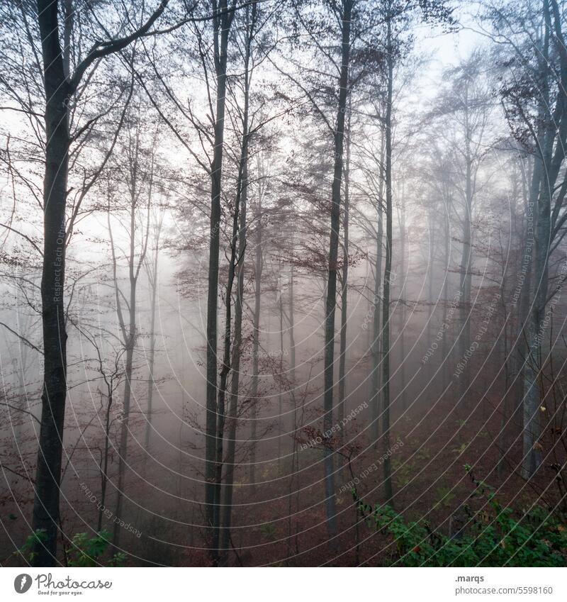 Mystischer Wald Nebel Natur Umwelt Stimmung Klimawandel Urelemente Herbst morgens frisch Laubwald mystisch Surrealismus Baum geheimnisvoll Märchen