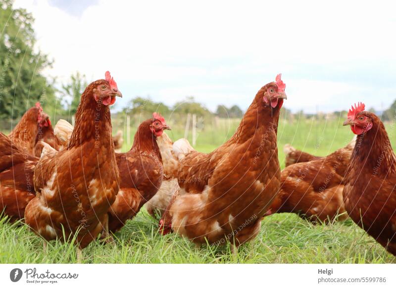 glückliche Hühner Hennen Hühnerhof freilaufend Bio draußen Außenaufnahme Wiese Federvieh Geflügel Bauernhof Freilandhaltung Tierhaltung Nutztier artgerecht