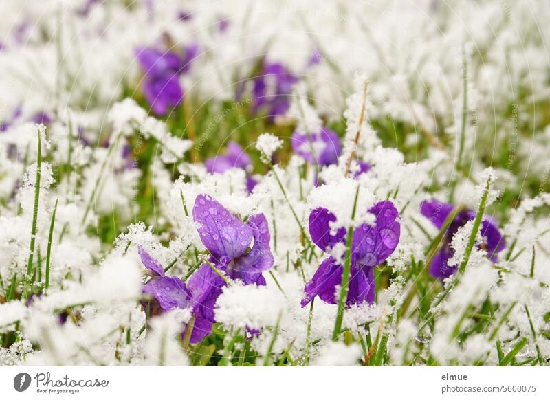 eiskalt erwischt - schneebedeckte lila Duftveilchen auf einer Wiese Veilchen Klima Märzveilchen Wohlriechende Veilchen viola odorata Frühjahr Schnee
