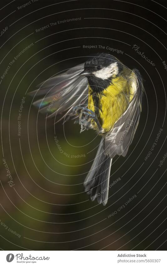 Kohlmeise im Flug vor dunklem Hintergrund Vogel in der Luft Flügel Aufstrich Gefieder gelb schwarz schweben Tierwelt Natur vereinzelt Vor dunklem Hintergrund