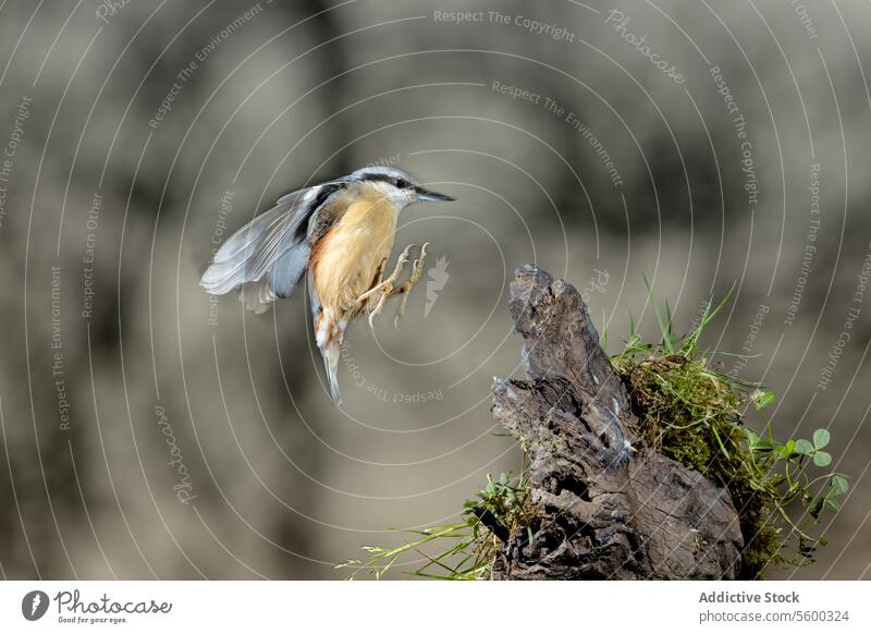 Kleiber im Flug über einer moosbewachsenen Sitzstange Vogel Moos Barsch Natur Tierwelt Abflug Sitta europea Waldgebiet Baum Stumpf im Freien Flügel Bewegung