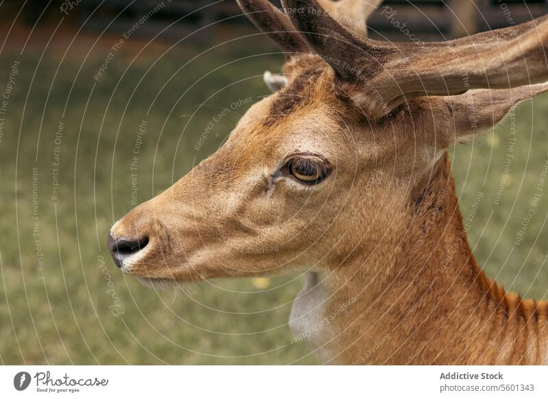 Nahaufnahme des Kopfes eines Damhirsches vor grünem Hintergrund Axishirsche Herde Wiederkäuer chital Ackerbau Achsenhirsch Auge Horn Nationalpark Park im Freien