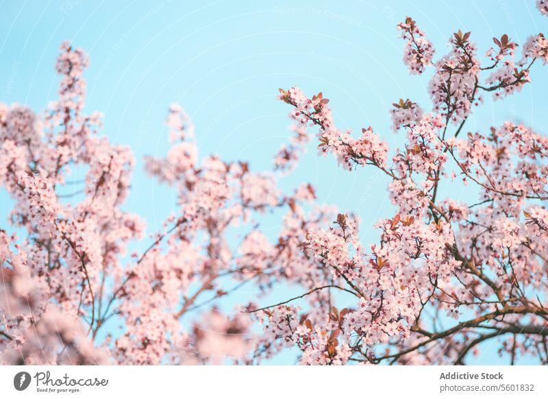 Rosa Kirschblüte auf blauem Himmel Hintergrund. Saisonale Frühlingszeit mit blühenden Kirschbaum und verschwommene Effekte. rosa Kirschblüten im Freien