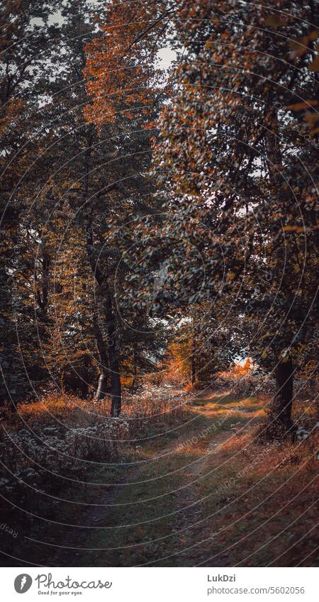 Foto eines Herbstwaldes braun Oktober Novemberstimmung Jahreszeiten Laubwald Herbstgefühle Herbstbeginn Herbstspaziergang Blätter Waldstimmung Wälder Blattfaser
