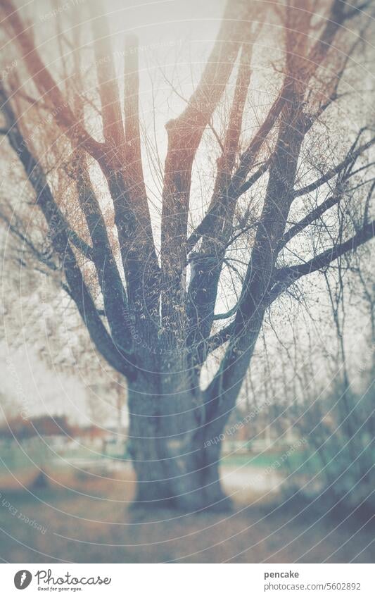 butterweiche | atmosphäre Baum verschwommen Landschaft Licht Sonne Nebel Herbst Bokeh Unschärfe defokussiert glühen