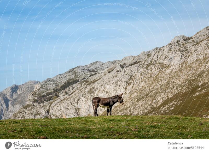 Ein Esel auf der Alm Sonnenlicht Nutztier Tourismus Ferien & Urlaub & Reisen Berge u. Gebirge Landschaft Gipfel Himmel Felsen Umwelt Natur Schönes Wetter
