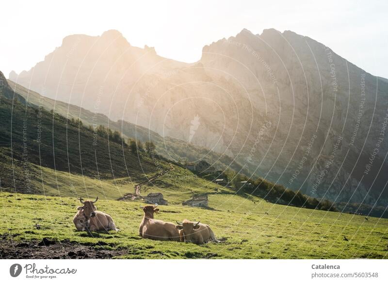 Ruhende Kühe auf der Alm Gras Tier Wiese ruhen Wiederkäuer Tag Sommer Tageslicht Schönes Wetter Natur Umwelt Felsen Himmel Berge Gipfel Gebirge Landschaft