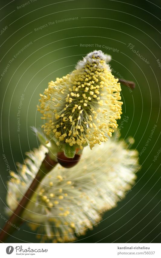 Bienenfutter Weidenkätzchen Blüte nah Frühling grün gelb Pollen aufwachen Makroaufnahme