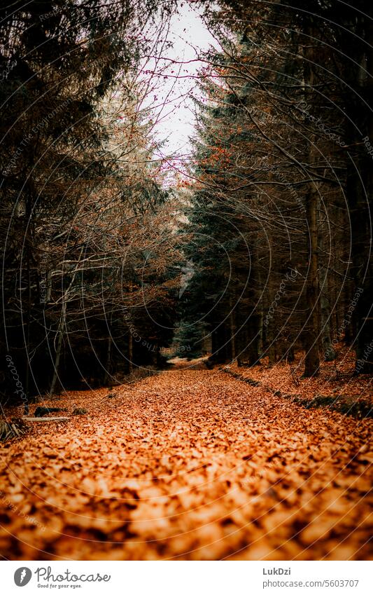 Ein Foto von einem Weg durch einen herbstlichen Wald Natur Stimmung Fußweg Einsamkeit Windstille Erholung Spaziergang Herbst Schneise Phantasie abstrakt