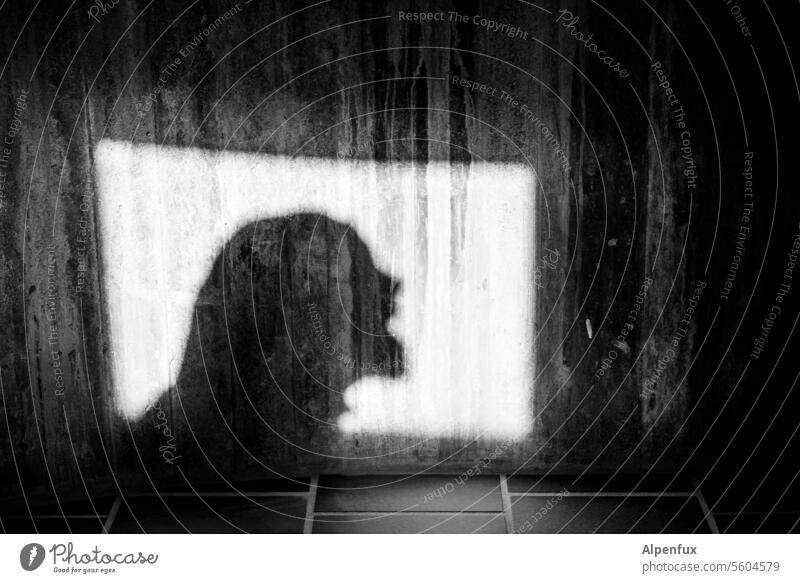 Schreihals Schatten Shilouette Scherenschnitt Silhouette Mensch Schattenwurf Profil Schattenspiel Kontrast Licht Licht & Schatten Strukturen & Formen
