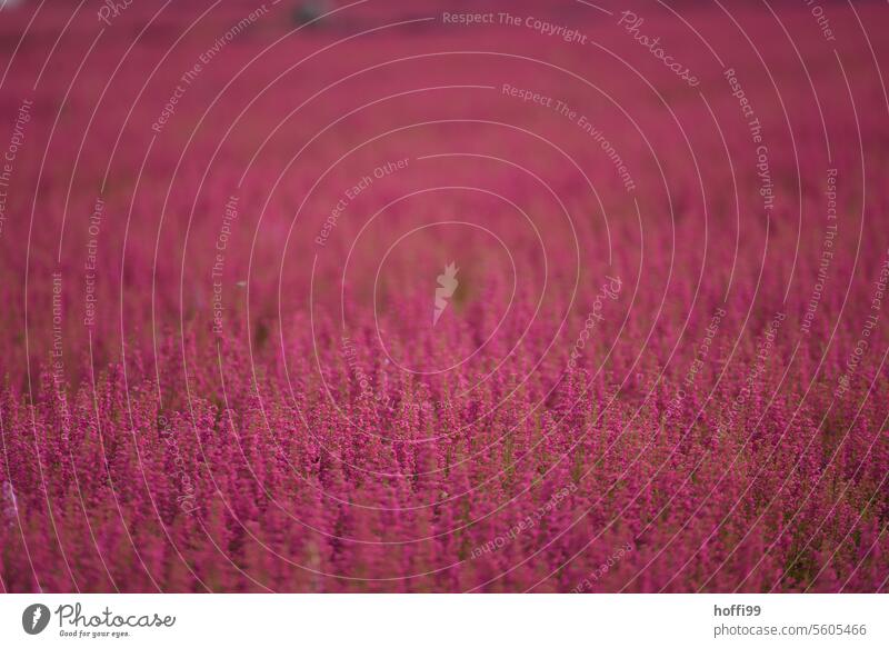 die Heide glüht Heidekrautgewächse Heidelandschaft lila lilafarben Lila Blüten blühen Heideblüte violett rosa natürlich Erika Landschaft Heidestrauch Besenheide