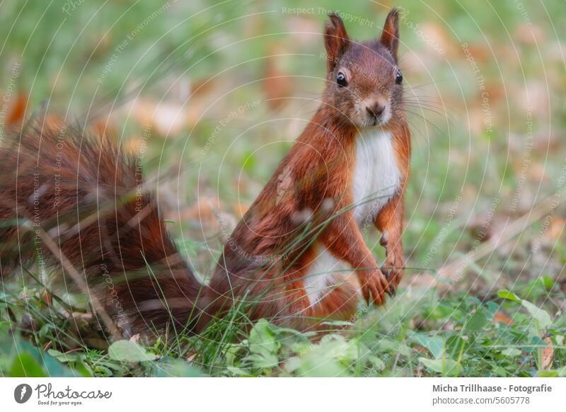 Neugieriges Eichhörnchen auf der Wiese Sciurus vulgaris Wildtier Tiergesicht Fell Maul Nagetiere Pfote Krallen Schwanz Ohr Auge Kopf nah Nahaufnahme