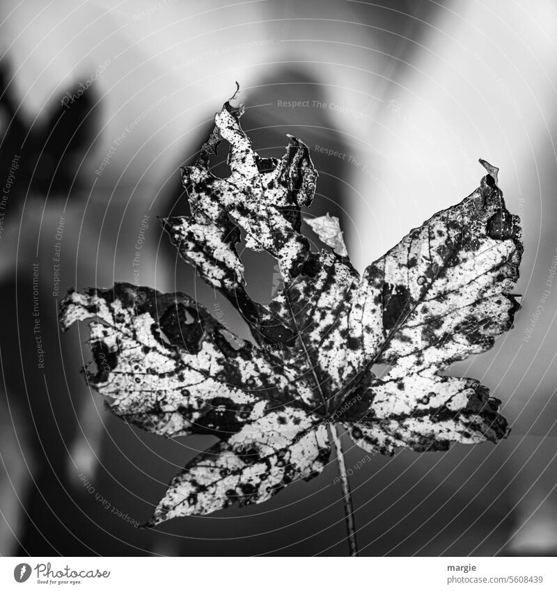 Buntes Herbstblatt in Schwarz weiß hebst Blatt Blattadern Schwarzweißfoto Löcher Detailaufnahme Pflanze Natur Menschenleer Umwelt Nahaufnahme Außenaufnahme