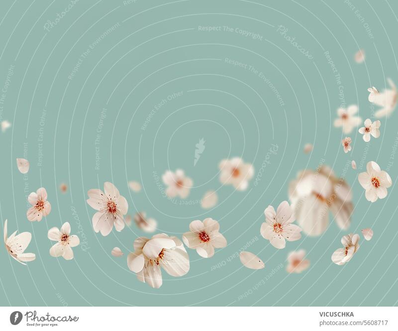 Florale Bordüre mit fliegenden weißen Kirschblüten auf hellblauem Hintergrund Blumenrabatte blüht blassblau Blütenblatt Blütezeit geblümt Design Natur
