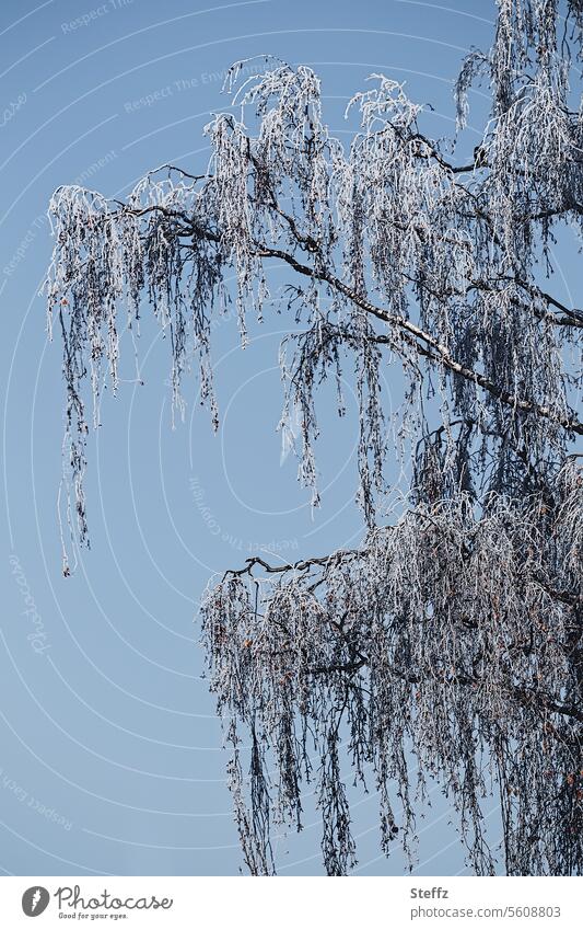 mit Raureif bedeckte Äste einer hohen Birke Frost Zweige frostig Dezember Winterzauber Dezemberfrost gefroren Kälte Birkenzweige Birkenäste winterlich kalt