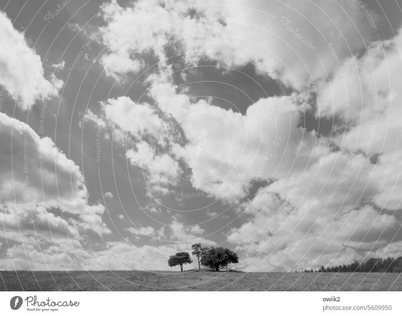 Gruppenbild Landschaft Horizont im Freien Zusammensein Baumgruppe Wäldchen Außenaufnahme Tag Panorama (Aussicht) Idylle Schönes Wetter Pflanze Natur Umwelt