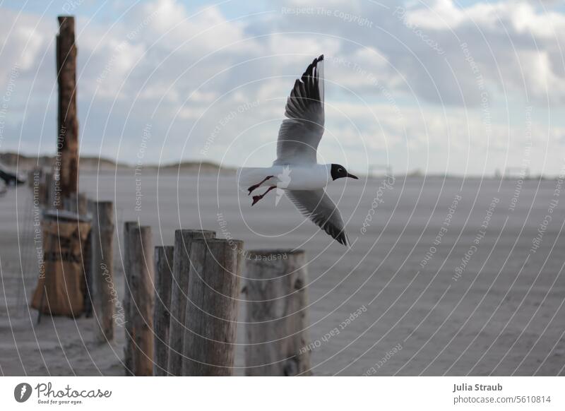 Schwarzkopfmöwe am weiten Strand Holzpfahl Sand Wolken frei sein Vogel fliegen starten Abheben Abfalleimer draußen Möwe Tier Flügel