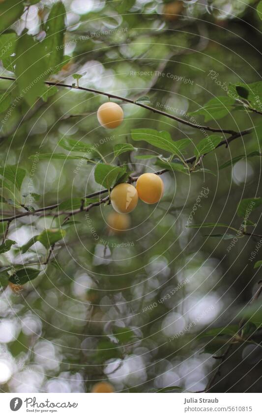 Reneclaude Edelpflaumenbaum grün Baum Blätter Früchte Steinobst rene Pflaume gelb besonders Bioprodukte Biologische Landwirtschaft Sommer ökologisch natürlich