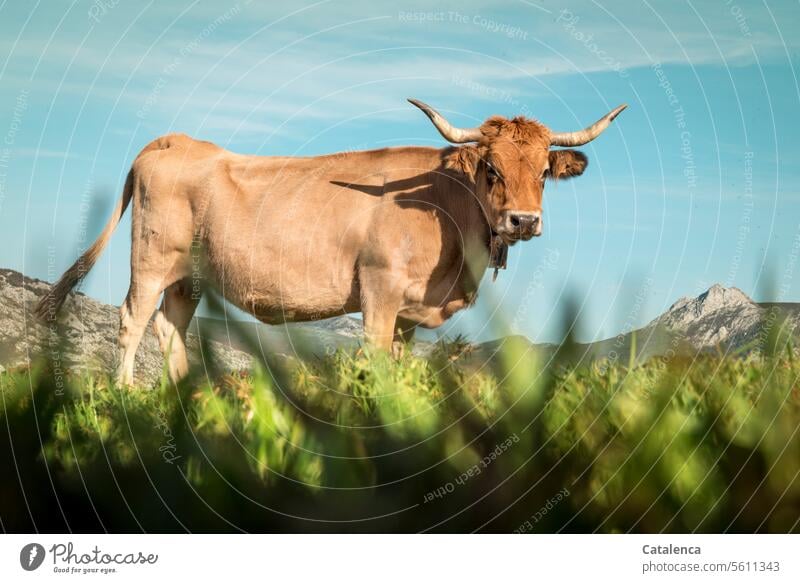 Eine Kuh auf der Alm steht im hohen Gras Tier Wiese Wiederkäuer Tag Sommer Tageslicht Schönes Wetter Natur Umwelt Himmel Berge Gipfel Gebirge Landschaft