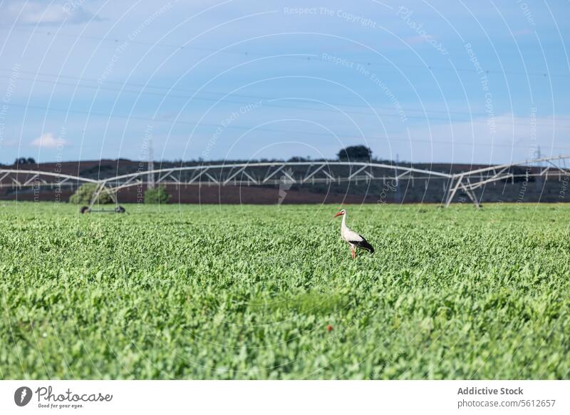 Storch stehend inmitten eines üppigen landwirtschaftlichen Feldes Vogel Tierwelt Natur Bauernhof Ackerbau grün üppig (Wuchs) Ernte Bewässerung System ländlich