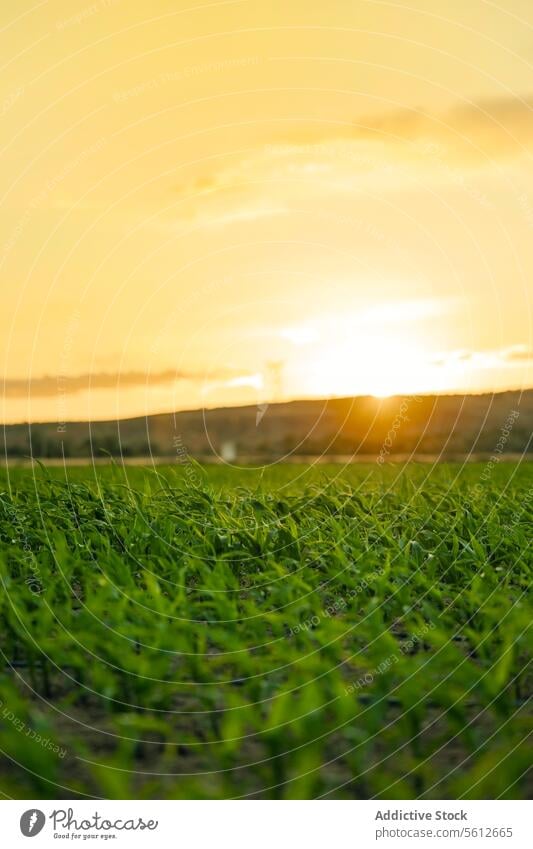 Goldene Stunde über einem üppigen jungen Maisfeld Sonnenuntergang Ackerbau Feld goldene Stunde grün Pflanze Wachstum Boden Bauernhof Natur warm glühen Horizont