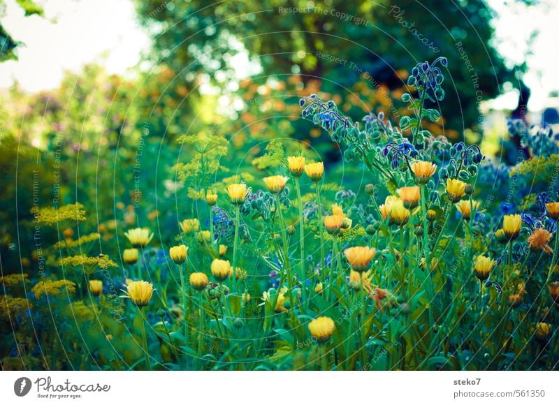 Sommer-Melancholie Pflanze Blume Blüte Garten Blühend blau gelb grün Bauerngarten Wiesenblume Traurigkeit Farbfoto Außenaufnahme Menschenleer