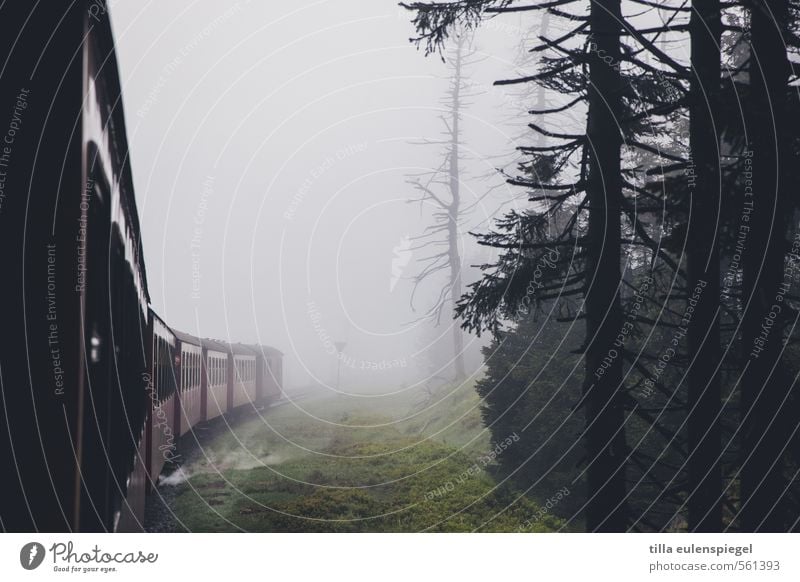 ghosttrain schlechtes Wetter Nebel Baum Wald Personenverkehr Bahnfahren Schienenverkehr Eisenbahn Eisenbahnwaggon dunkel Originalität Verkehr