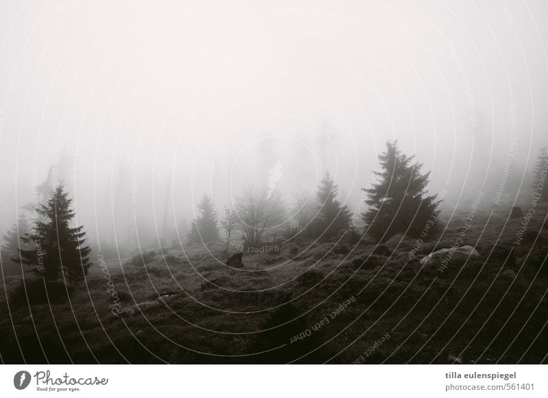 still Natur schlechtes Wetter Nebel Baum Wald dunkel natürlich schwarz Einsamkeit Wolkenwand Berghang Tanne Nadelbaum Stein Wiese Sträucher Traurigkeit