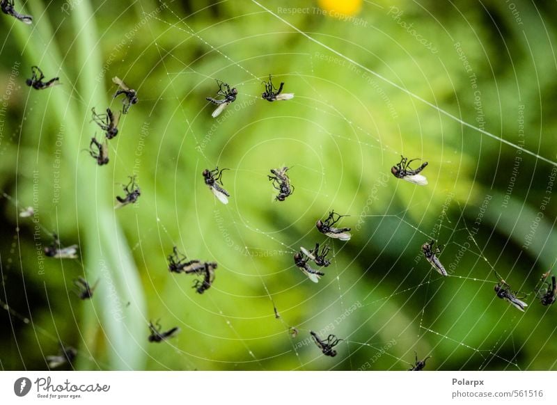 Tote Fliegen Jagd Natur Tier Wald Urwald Spinne natürlich wild grün einfangen Insekt Lebensmittel Beute Tierwelt Falle Netz Spinnennetz Opfer umhüllen Fauna