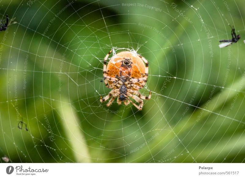 Große Spinne Jagd Garten Natur Tier gruselig hell klein natürlich wild gelb Angst Entsetzen gefährlich Arachnophobie durchkreuzen Insekt Spinnennetz Netz groß