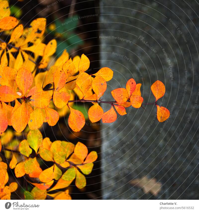 Herbstleuchten | Bunte Blätter vor dunklem Hintergrund bunte Blätter gelbe Blätter dunkler Hintergrund herbstlich Herbstlaub Herbststimmung Natur Herbstfarben