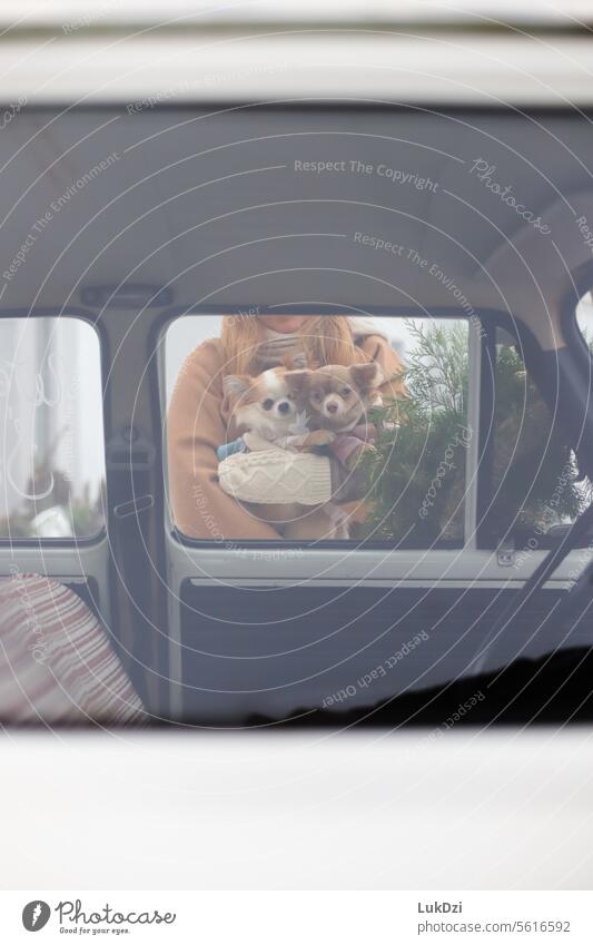 Zwei liebenswerte Chihuahuas durch ein Autofenster an einem Wintertag fotografiert Porträt niedlich Außenaufnahme Farbfoto Hund Haustier Tier Fell jung süß