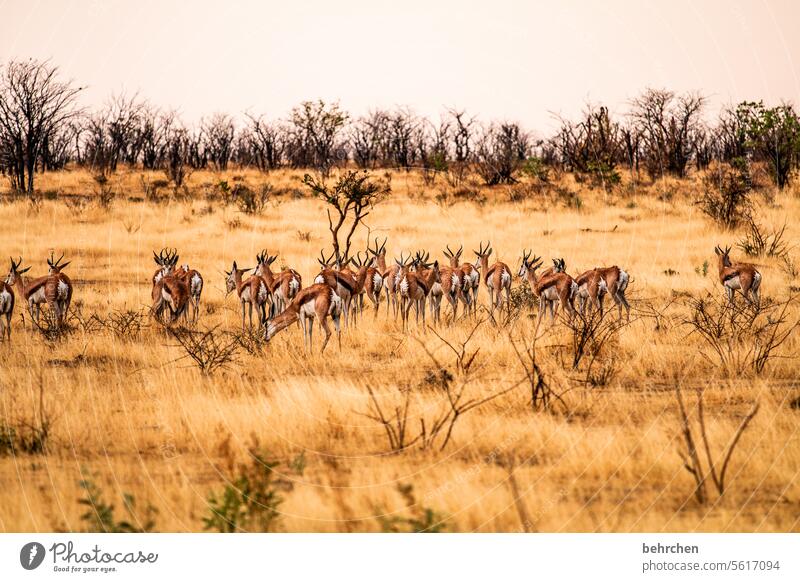 tierisch Wildnis Tier wild frei außergewöhnlich Wildtier fantastisch Etoscha-Pfanne Etosha etosha national park Springbock Antilopen Namibia Safari Afrika Ferne