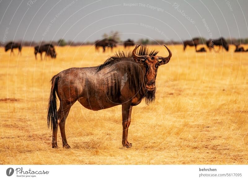 so eine gesichtsmaske bewirkt doch wunder, oder?! etosha national park Etosha Etoscha-Pfanne Wildtier fantastisch außergewöhnlich Tierporträt frei wild Wildnis