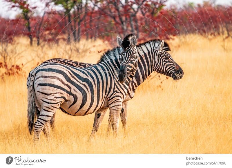 rückblickend etosha national park Etosha Etoscha-Pfanne außergewöhnlich Tierporträt fantastisch Wildtier frei Wildnis wild Zebra Safari reisen Fernweh Ferne