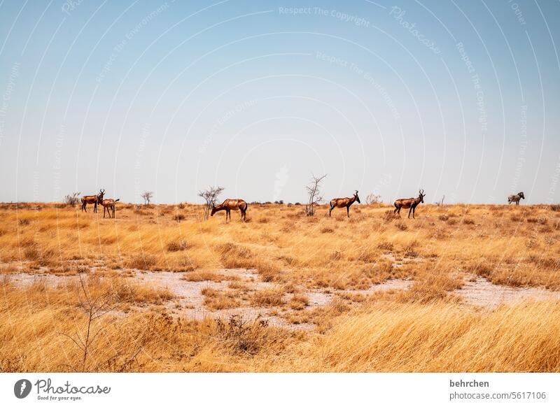 aufgereiht Umwelt Gras Tierschutz Farbfoto reisen Ferne Fernweh Afrika weite Safari Namibia Wildnis außergewöhnlich frei wild fantastisch Wildtier