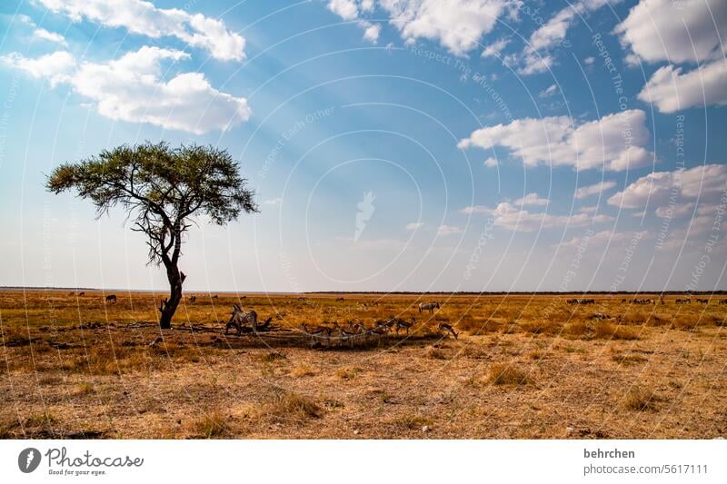 alleinstellungsmerkmal Endlosigkeit endlose weite Klimawandel Überleben Baum Akazie Einsamkeit Farbfoto Himmel Wärme Gras Umwelt Safari Wildnis Trockenheit