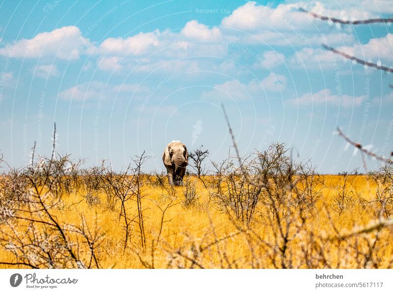 aufeinander zugehen riskant Gefahr gefährlich Elefantenbulle etosha national park Etosha Etoscha-Pfanne fantastisch Wildtier außergewöhnlich frei wild Wildnis