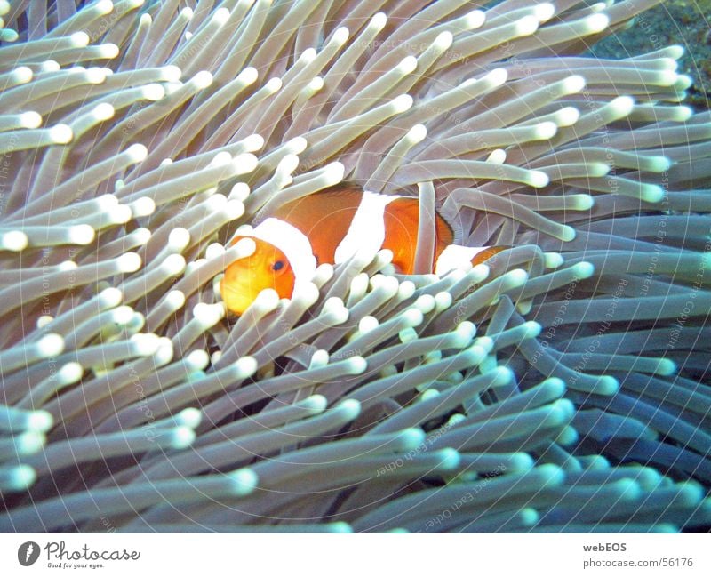 Nemo Anemonenfische Clownfisch Fisch Findet Nemo tauchen Unterwasseraufnahme vorsicht bissig canon s 50 ohne blitz tiefe: 10 meter