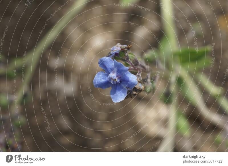 Vergissmeinnicht in blauer Blüte, Myosotis sylvatica Natur Blume Pflanze Frühling Nahaufnahme klein romantisch Tageslicht Frühlingsblume braun beige Garten Erde