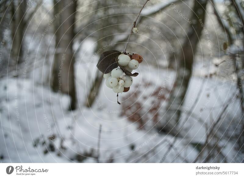 Schneebeeren zur Winterzeit Symphoricarpos albus Sträucher Farbfoto Außenaufnahme Pflanze Natur Schwache Tiefenschärfe Herbst Nahaufnahme weiß Detail Weitwinkel