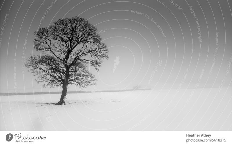 Monochromes Bild einer Winterlandschaft mit Baum und Schnee im Nebel Schwarzweißfoto Feld Landschaft Natur ruhig Windstille kalt im Freien