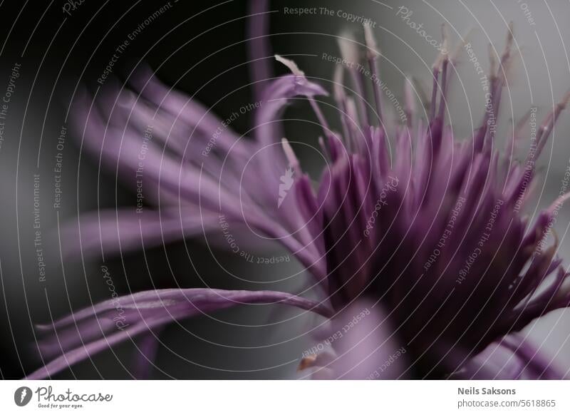 Centaurea jacea, Wiesen-Flockenblume alternativ schön Biotop Blütezeit Überstrahlung Botanik braun brownray Zentaurea schließen Nahaufnahme farbenfroh Erhaltung