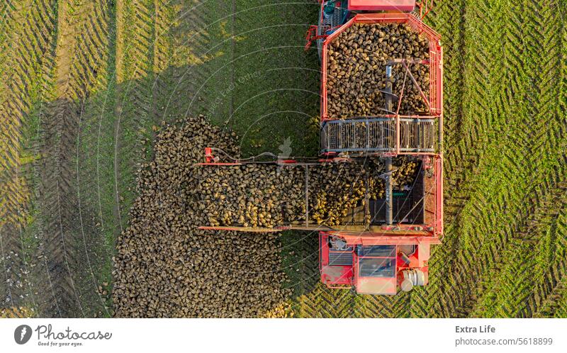Luftaufnahme eines Mähdreschers und einer Erntemaschine beim Entladen reifer Zuckerrüben oben landwirtschaftlich Ackerbau Herbst Rübe Haufen Ladung Förderband