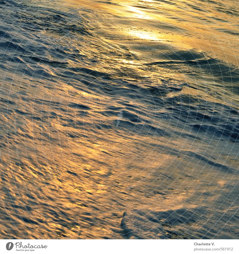 Flüssiges Gold Umwelt Natur Urelemente Wasser Sonnenaufgang Sonnenuntergang Sonnenlicht Sommer Schönes Wetter Wellen Meer Indischer Ozean Diät Bewegung leuchten