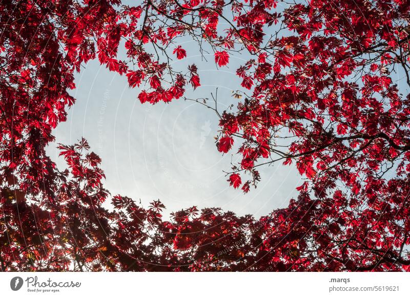 Rotlaub Blätterdach Blatt rot Himmel Schönes Wetter Natur Zweige u. Äste Herbst Umwelt