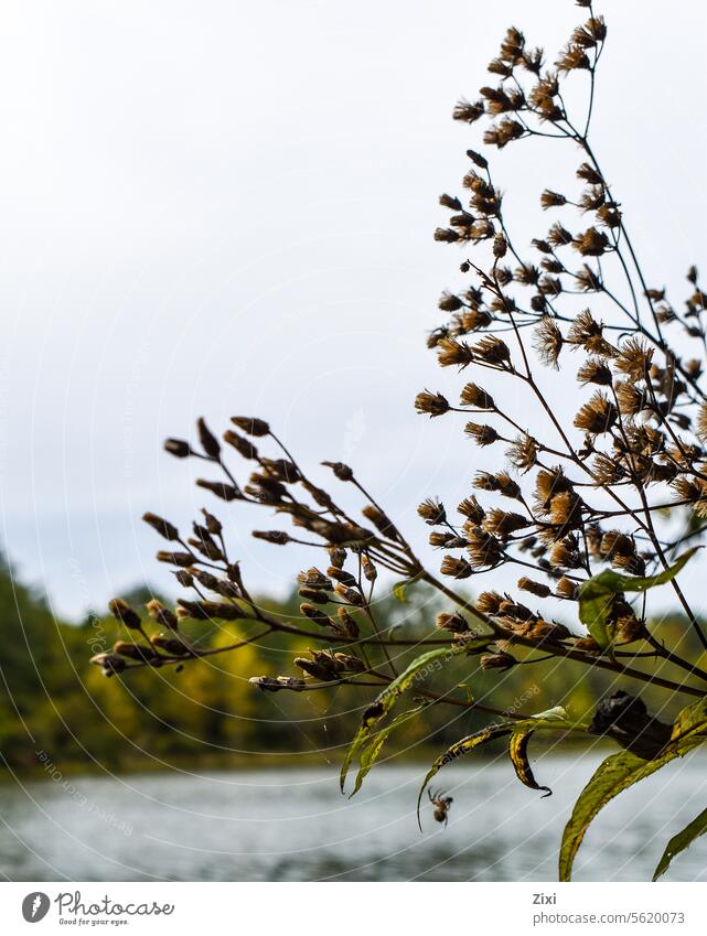 Lakeside #Pflanzen Natur Nahaufnahme Außenaufnahme Farbfoto Blumen und Pflanzen