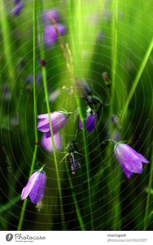 Nahaufnahme von Glockenblumen auf einer Wiese Glockenblumengewächse Blume Sommer Menschenleer schön Blühend Blüte Farbfoto Natur Pflanze Außenaufnahme grün