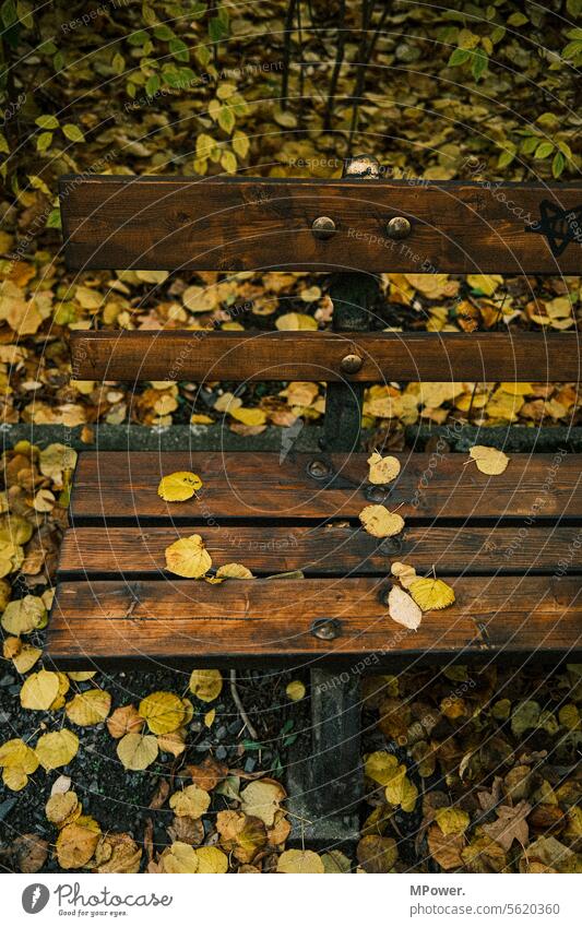 sichere bank Bank Herbst laub Blätter gelb sitzen Holzbank herbstlich Laub Natur Herbststimmung Herbstfärbung Jahreszeiten Vergänglichkeit Baum Außenaufnahme